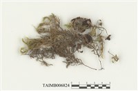 藏品(大蕨苔)的圖片